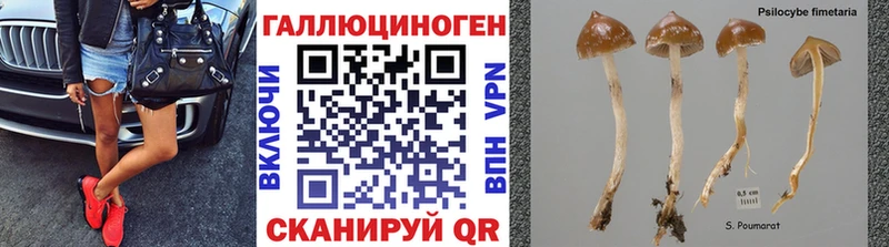 Псилоцибиновые грибы Psilocybe  Шумерля 